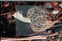 尖頂羊肚菌藏品圖，第7張