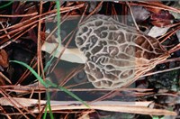 尖頂羊肚菌藏品圖，第8張