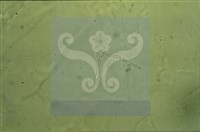 尖頂羊肚菌藏品圖，第9張