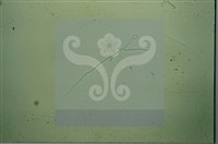 尖頂羊肚菌藏品圖，第10張