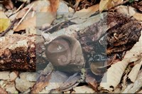 登錄號:F0008301藏品圖，第4張