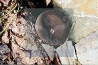 登錄號:F0008301藏品圖，第5張