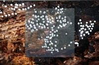 登錄號:F0008302藏品圖，第3張