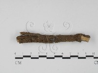 登錄號:F0008304藏品圖，第1張