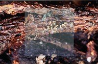 登錄號:F0008304藏品圖，第5張