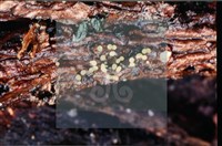 登錄號:F0008304藏品圖，第6張