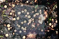 Accession Number:F0008305 Collection Image, Figure 3, Total 4 Figures