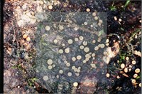 Accession Number:F0008305 Collection Image, Figure 4, Total 4 Figures