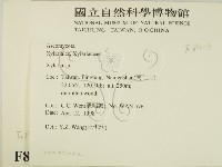 炭角菌屬藏品圖，第2張