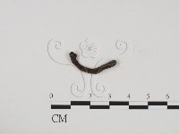 炭角菌屬藏品圖，第1張