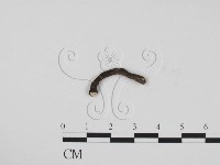 炭角菌屬藏品圖，第3張