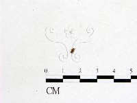 登錄號:F0008309藏品圖，第1張