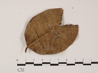 登錄號:F0008310藏品圖，第3張