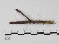 登錄號:F0008311藏品圖，第1張