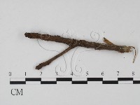 登錄號:F0008311藏品圖，第3張