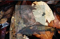 登錄號:F0008312藏品圖，第3張