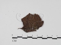 登錄號:F0008314藏品圖，第3張