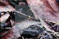 登錄號:F0008314藏品圖，第4張