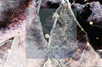 登錄號:F0008314藏品圖，第5張