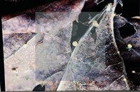 登錄號:F0008314藏品圖，第6張