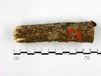 登錄號:F0008315藏品圖，第1張