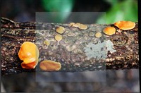 登錄號:F0008315藏品圖，第4張