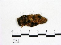 登錄號:F0008316藏品圖，第1張