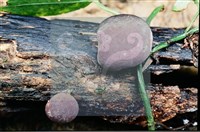 登錄號:F0008318藏品圖，第5張