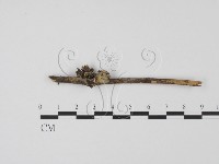 登錄號:F0008319藏品圖，第1張