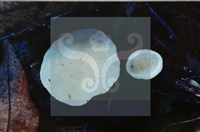 登錄號:F0008319藏品圖，第4張