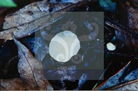 登錄號:F0008319藏品圖，第5張