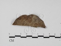 登錄號:F0008321藏品圖，第3張