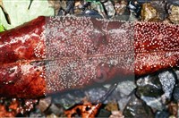 登錄號:F0008321藏品圖，第4張