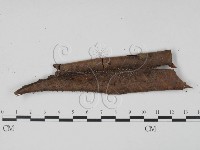 登錄號:F0008322藏品圖，第1張