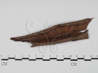 登錄號:F0008322藏品圖，第3張