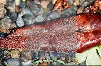 登錄號:F0008322藏品圖，第4張