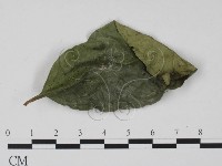 登錄號:F0008324藏品圖，第1張