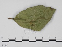 登錄號:F0008324藏品圖，第3張