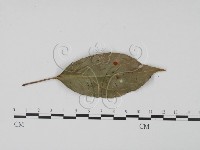 登錄號:F0008325藏品圖，第1張