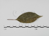 登錄號:F0008325藏品圖，第3張