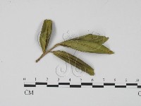 登錄號:F0008326藏品圖，第1張