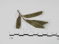 登錄號:F0008326藏品圖，第3張