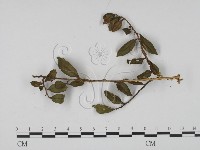 登錄號:F0008327藏品圖，第1張