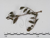 登錄號:F0008327藏品圖，第3張