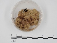 登錄號:F0008330藏品圖，第1張