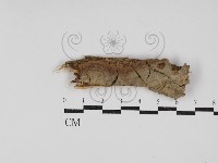 登錄號:F0008333藏品圖，第1張