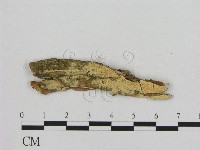 登錄號:F0008335藏品圖，第1張