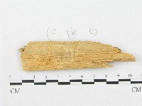 登錄號:F0008336藏品圖，第3張