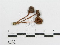 登錄號:F0008340藏品圖，第3張