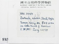 香菇	藏品圖，第2張